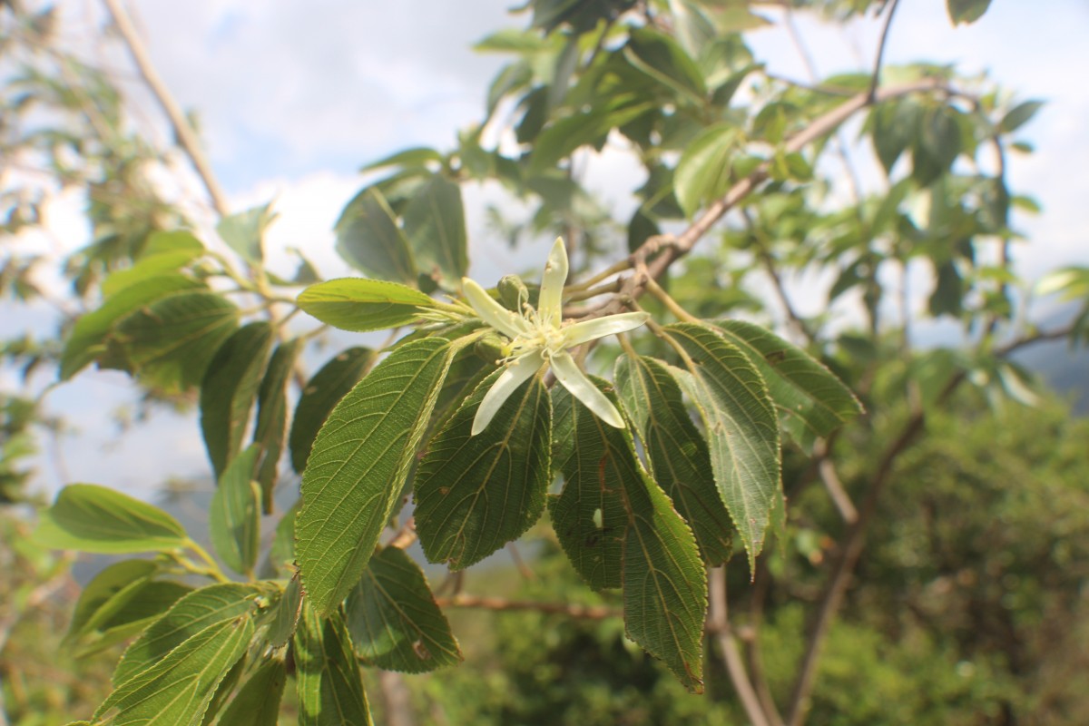 Grewia bracteata Roth